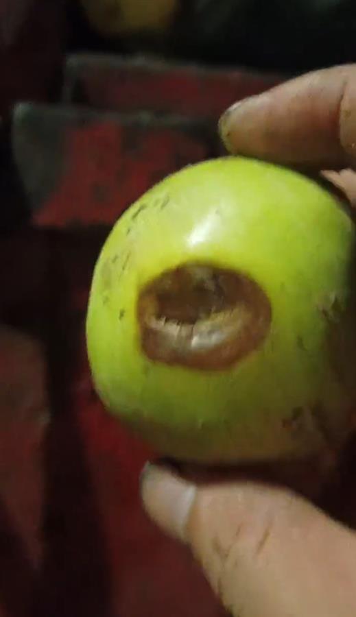 禮泉爛蘋果榨汁風(fēng)波 企業(yè)稱有選果流程，市監(jiān)局緊急叫停產(chǎn)品出庫(kù)